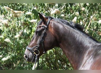 KWPN, Caballo castrado, 8 años, 168 cm, Castaño oscuro