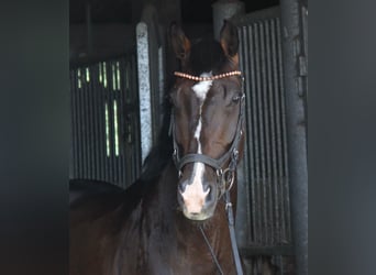 KWPN, Caballo castrado, 8 años, 168 cm, Castaño oscuro