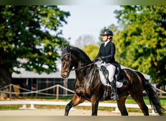 KWPN, Caballo castrado, 8 años, 168 cm, Castaño oscuro