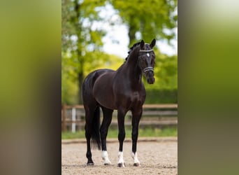 KWPN, Caballo castrado, 8 años, 168 cm, Negro