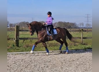 KWPN, Caballo castrado, 8 años, 170 cm, Alazán