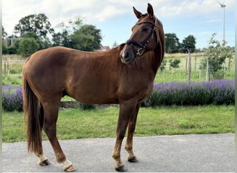 KWPN, Caballo castrado, 8 años, 170 cm, Alazán