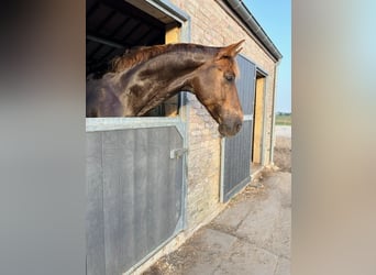 KWPN, Caballo castrado, 8 años, 170 cm, Alazán