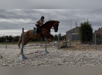 KWPN, Caballo castrado, 8 años, 170 cm, Alazán