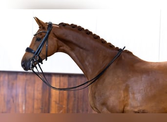 KWPN, Caballo castrado, 8 años, 170 cm, Alazán