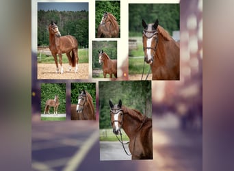 KWPN, Caballo castrado, 8 años, 170 cm, Alazán-tostado