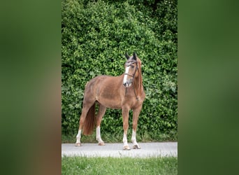 KWPN, Caballo castrado, 8 años, 170 cm, Alazán-tostado