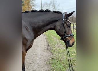 KWPN, Caballo castrado, 8 años, 170 cm, Castaño
