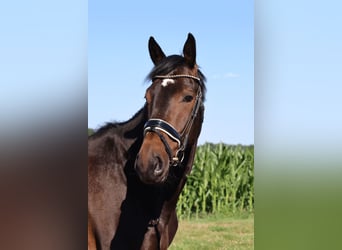KWPN, Caballo castrado, 8 años, 170 cm, Castaño