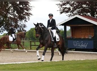 KWPN, Caballo castrado, 8 años, 170 cm, Castaño
