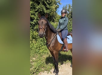 KWPN, Caballo castrado, 8 años, 170 cm, Castaño