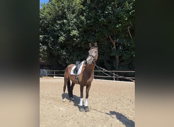 KWPN, Caballo castrado, 8 años, 170 cm, Castaño oscuro