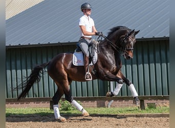 KWPN, Caballo castrado, 8 años, 170 cm, Castaño oscuro