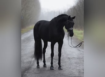 KWPN, Caballo castrado, 8 años, 170 cm, Negro