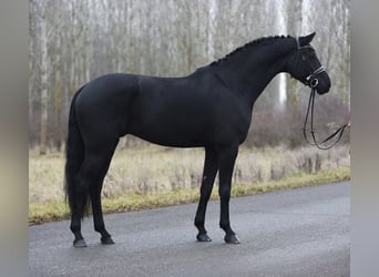 KWPN, Caballo castrado, 8 años, 170 cm, Negro