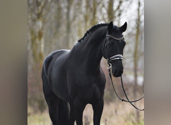 KWPN, Caballo castrado, 8 años, 170 cm, Negro