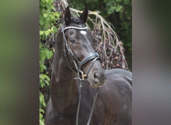 KWPN, Caballo castrado, 8 años, 170 cm, Negro