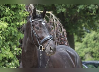 KWPN, Caballo castrado, 8 años, 170 cm, Negro