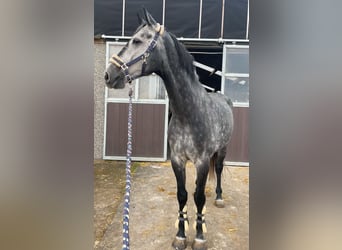 KWPN, Caballo castrado, 8 años, 170 cm, Tordo