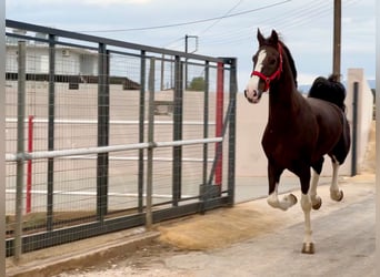 KWPN, Caballo castrado, 8 años, 171 cm, Castaño