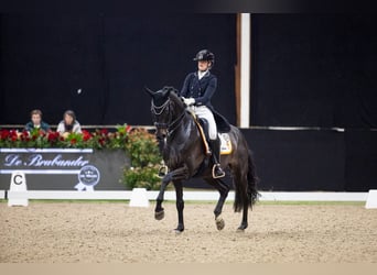 KWPN, Caballo castrado, 8 años, 171 cm, Castaño oscuro