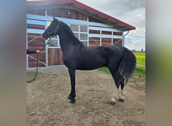 KWPN, Caballo castrado, 8 años, 171 cm, Negro
