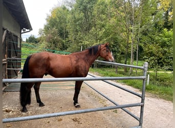 KWPN, Caballo castrado, 8 años, 172 cm, Castaño