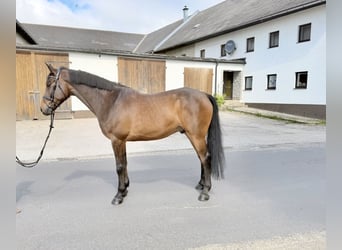 KWPN, Caballo castrado, 8 años, 172 cm, Castaño oscuro