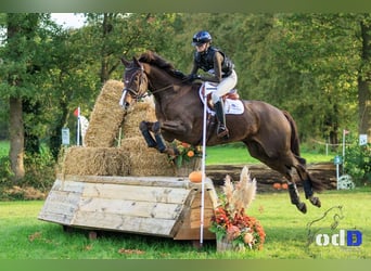 KWPN, Caballo castrado, 8 años, 173 cm, Alazán