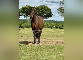 KWPN, Caballo castrado, 8 años, 173 cm, Castaño oscuro