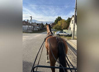KWPN, Caballo castrado, 8 años, 173 cm, Castaño rojizo
