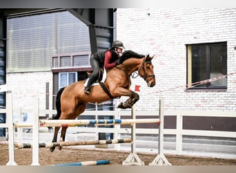 KWPN, Caballo castrado, 8 años, 173 cm, Morcillo