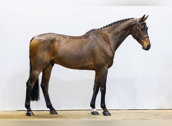 KWPN, Caballo castrado, 8 años, 174 cm, Castaño