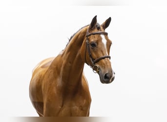 KWPN, Caballo castrado, 8 años, 174 cm, Castaño