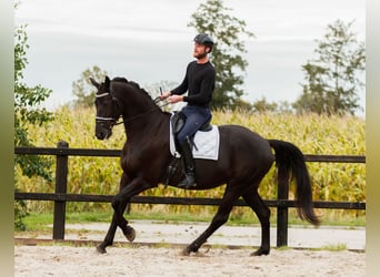 KWPN, Caballo castrado, 8 años, 174 cm, Negro