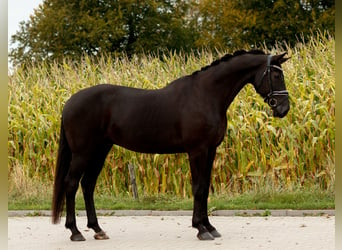 KWPN, Caballo castrado, 8 años, 174 cm, Negro