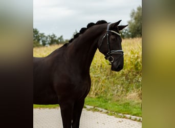 KWPN, Caballo castrado, 8 años, 174 cm, Negro