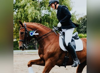 KWPN, Caballo castrado, 8 años, 175 cm, Alazán