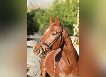 KWPN, Caballo castrado, 8 años, 175 cm, Alazán