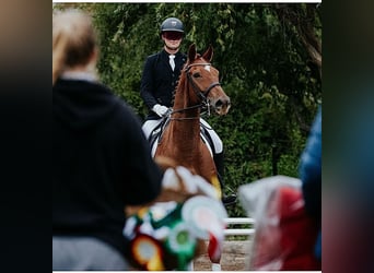 KWPN, Caballo castrado, 8 años, 175 cm, Alazán