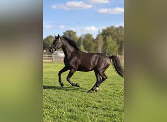 KWPN, Caballo castrado, 8 años, 175 cm, Castaño