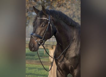 KWPN, Caballo castrado, 8 años, 175 cm, Castaño oscuro