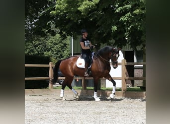 KWPN, Caballo castrado, 8 años, 175 cm, Castaño oscuro