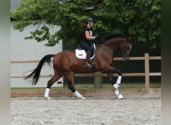 KWPN, Caballo castrado, 8 años, 175 cm, Castaño oscuro