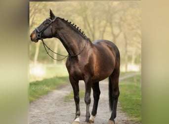 KWPN, Caballo castrado, 8 años, 176 cm, Castaño