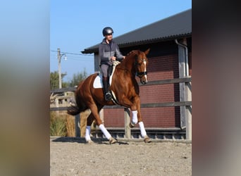 KWPN, Caballo castrado, 8 años, 177 cm, Alazán