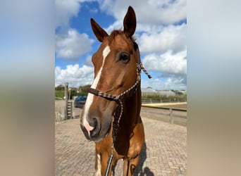 KWPN, Caballo castrado, 8 años, 177 cm, Alazán