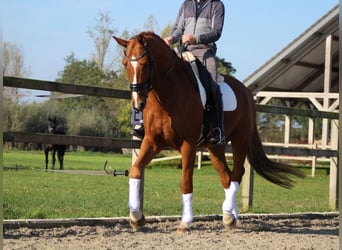 KWPN, Caballo castrado, 8 años, 177 cm, Alazán