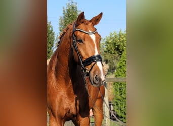 KWPN, Caballo castrado, 8 años, 177 cm, Alazán