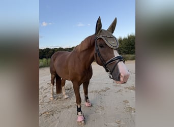 KWPN, Caballo castrado, 8 años, 177 cm, Alazán